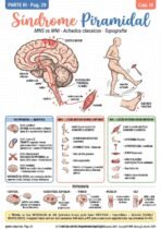 Semiologia Neurológica - Imagem 3